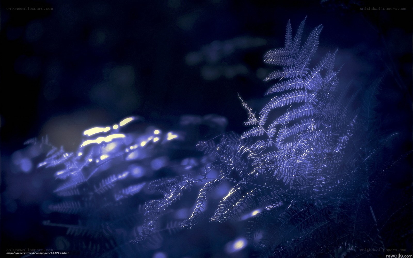 Blue Fern in Moonlight