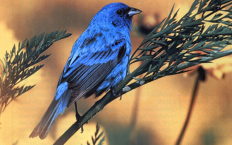 Blue Finch on Branch — Calm, Afternoon