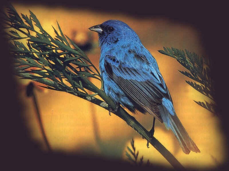 Blue Finch on Branch — Calm