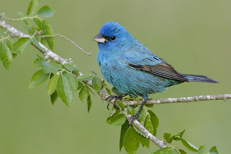 Blue Finch on Branch