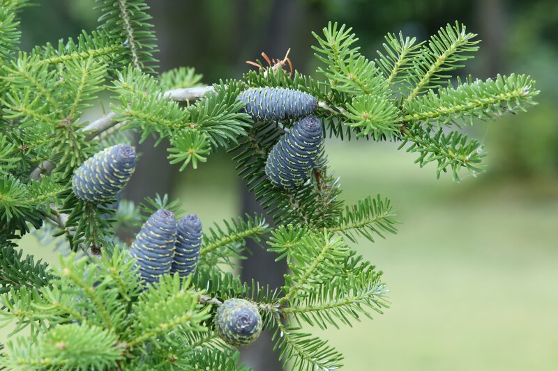 Blue fir cones on green branches