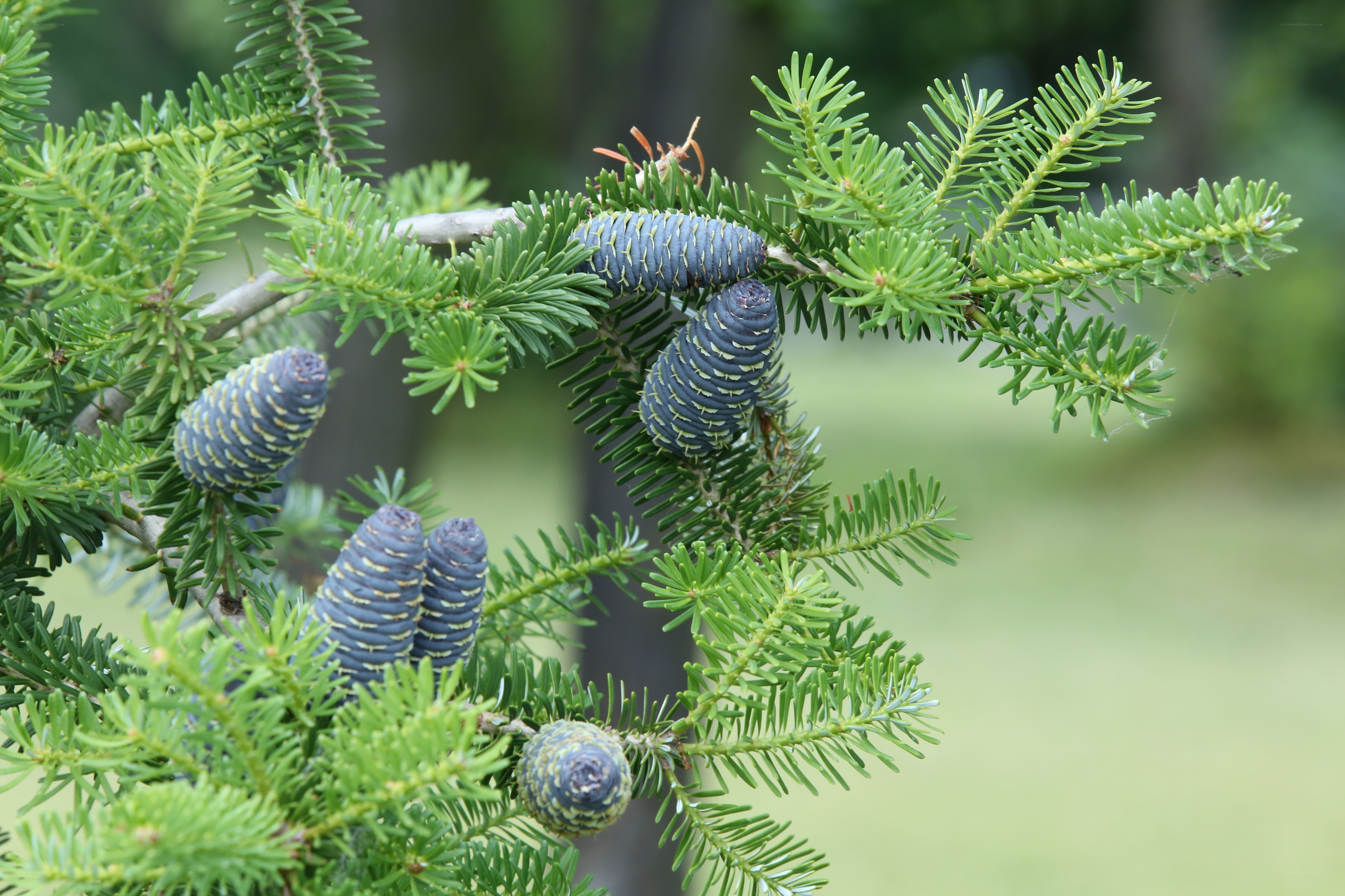 Blue fir cones on green branches