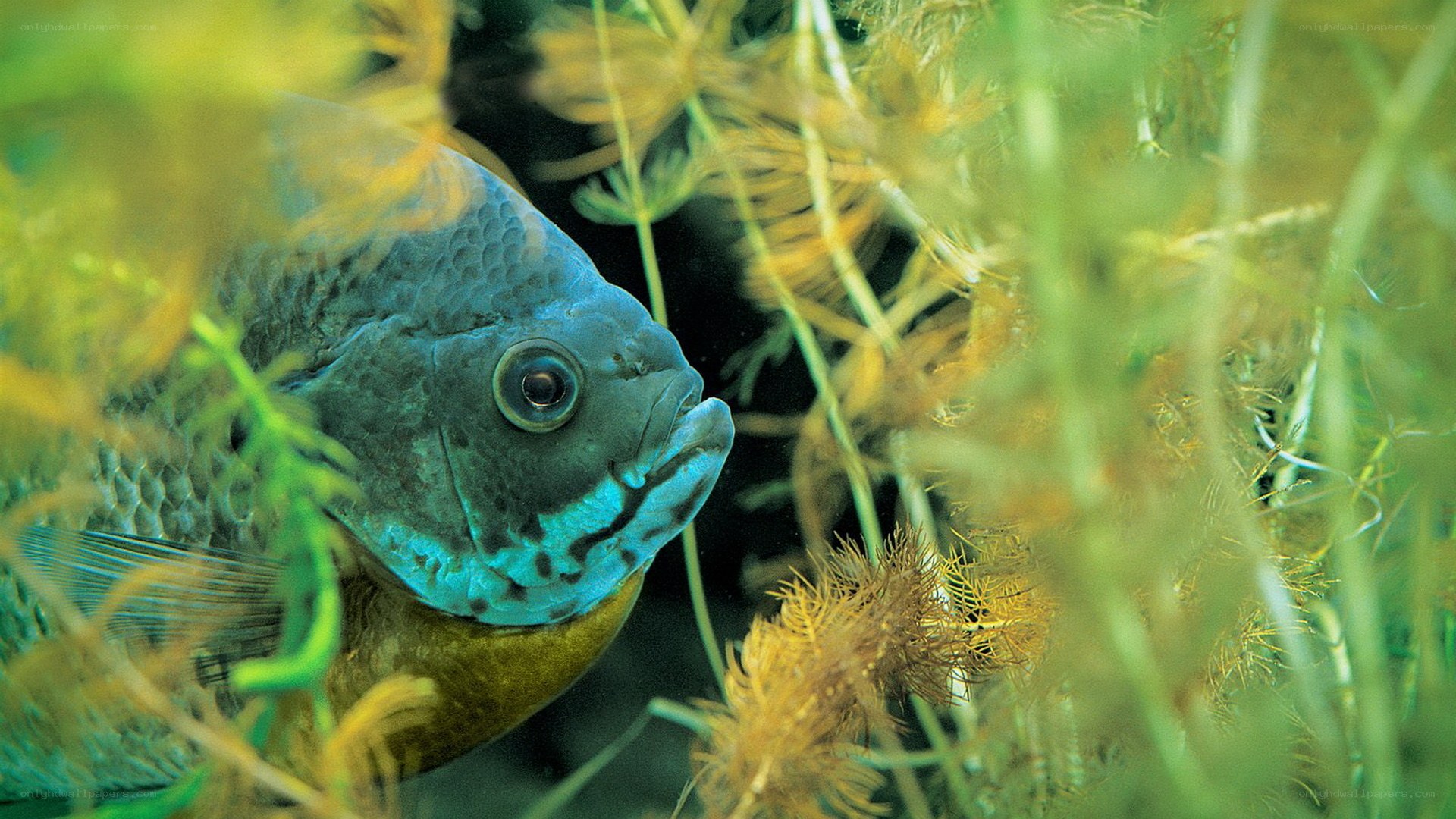 blue fish among aquatic plants