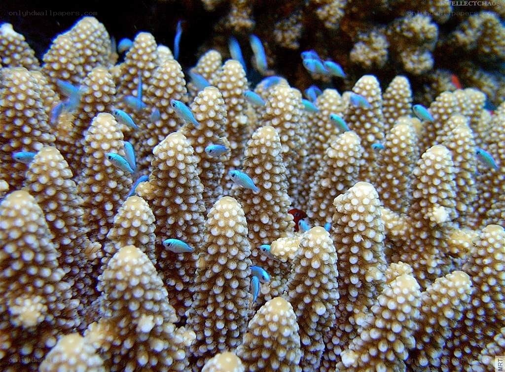 Blue fish among coral