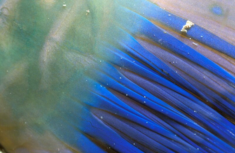 Blue Fish Fin