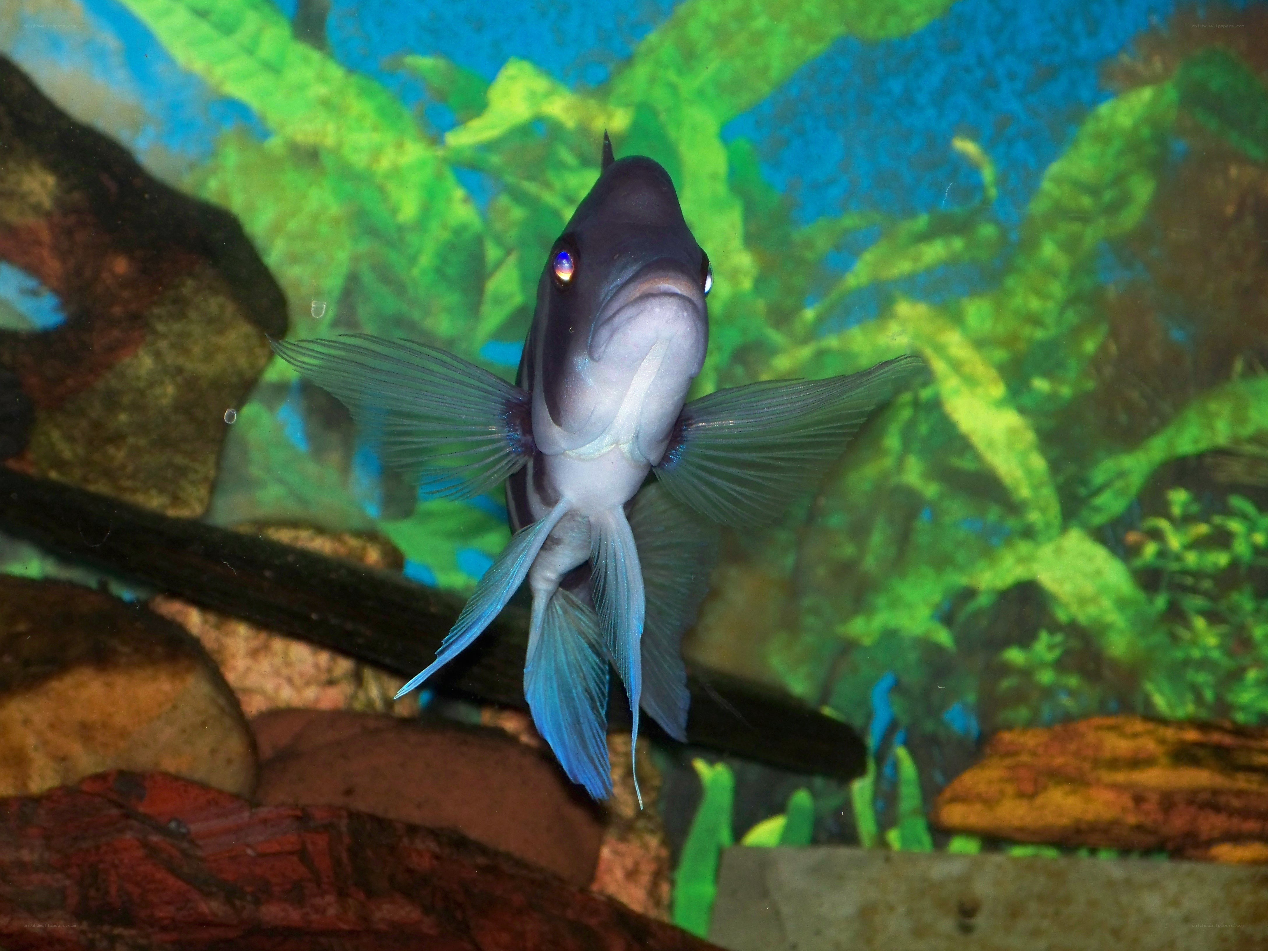 blue fish in aquarium