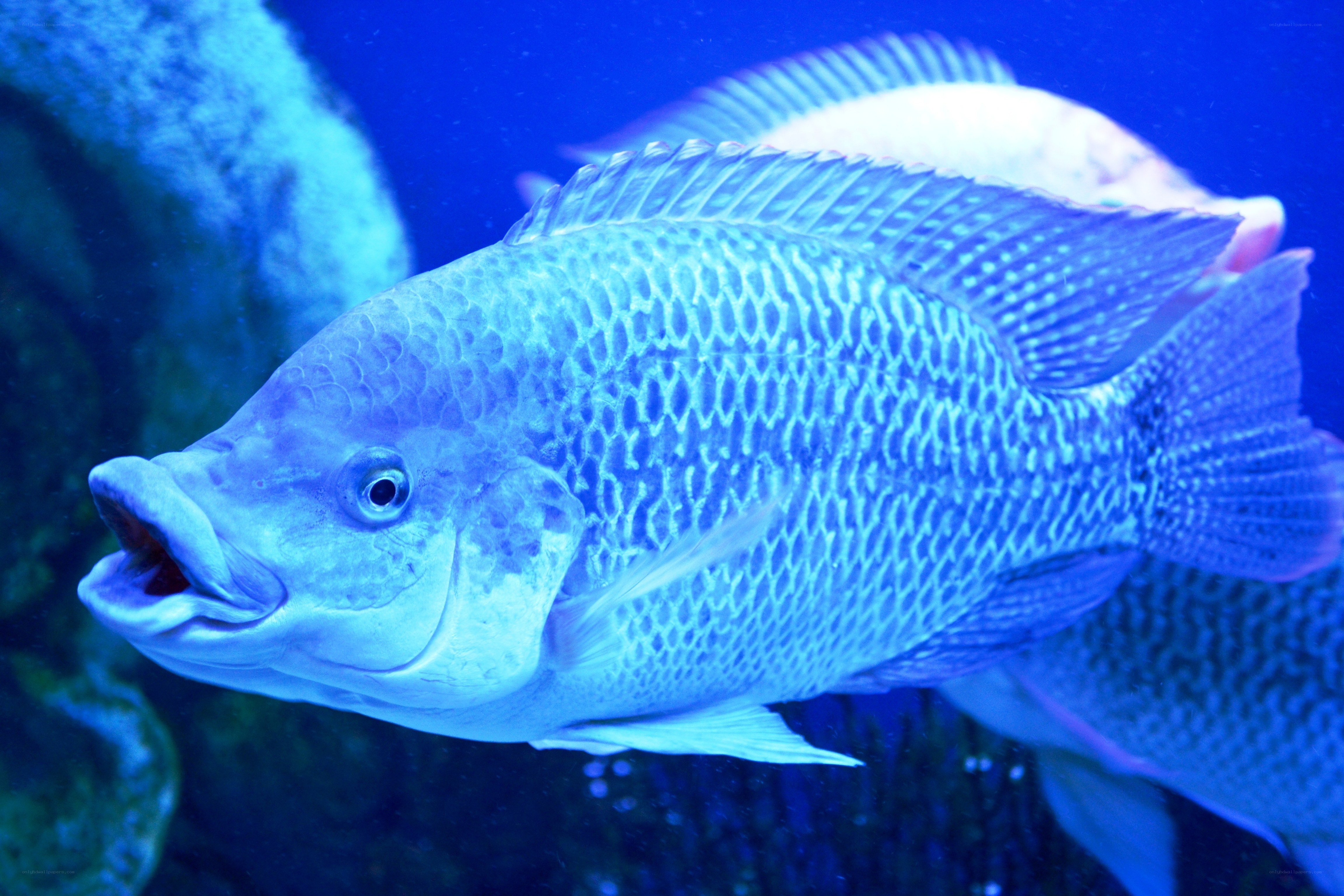 blue fish in aquarium