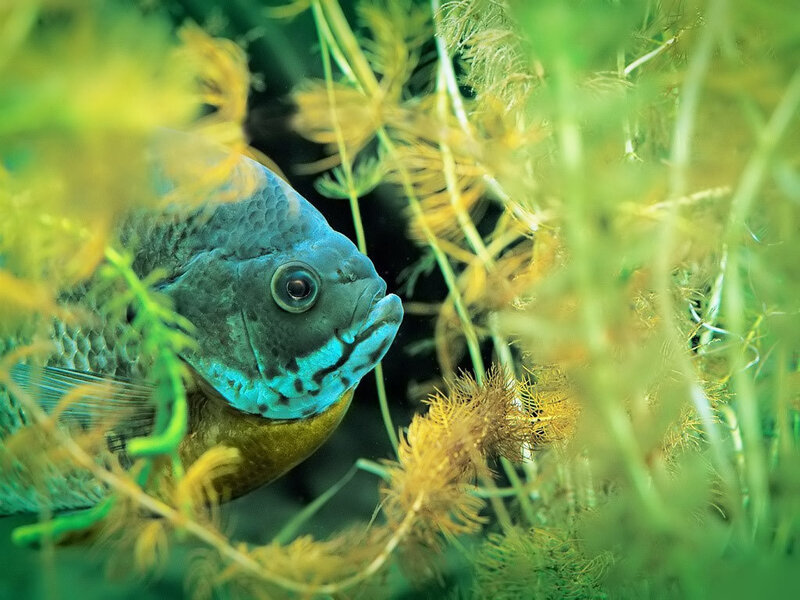 blue fish in aquatic plants
