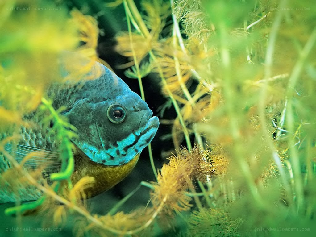 blue fish in aquatic plants