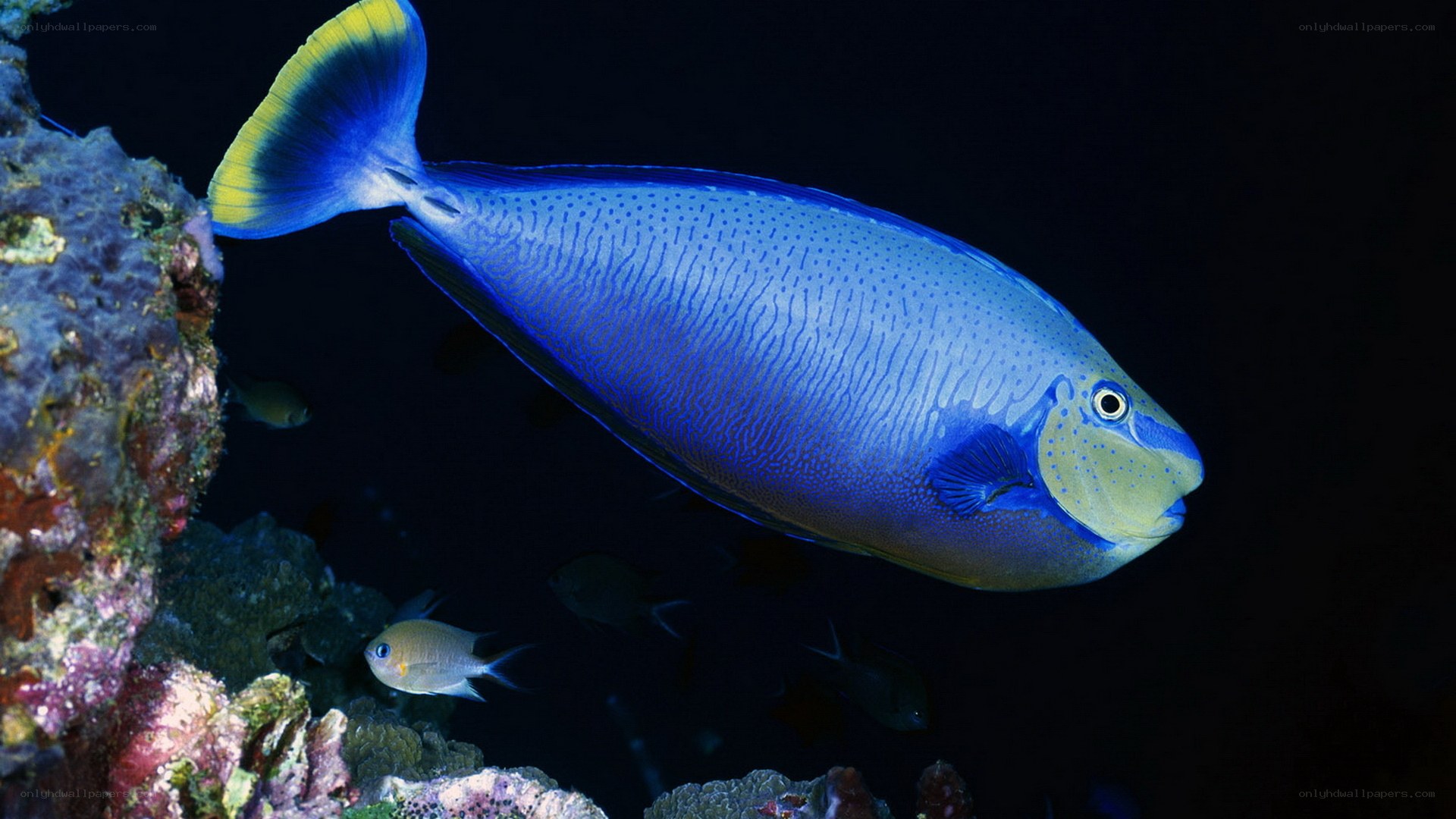 blue fish in coral reef
