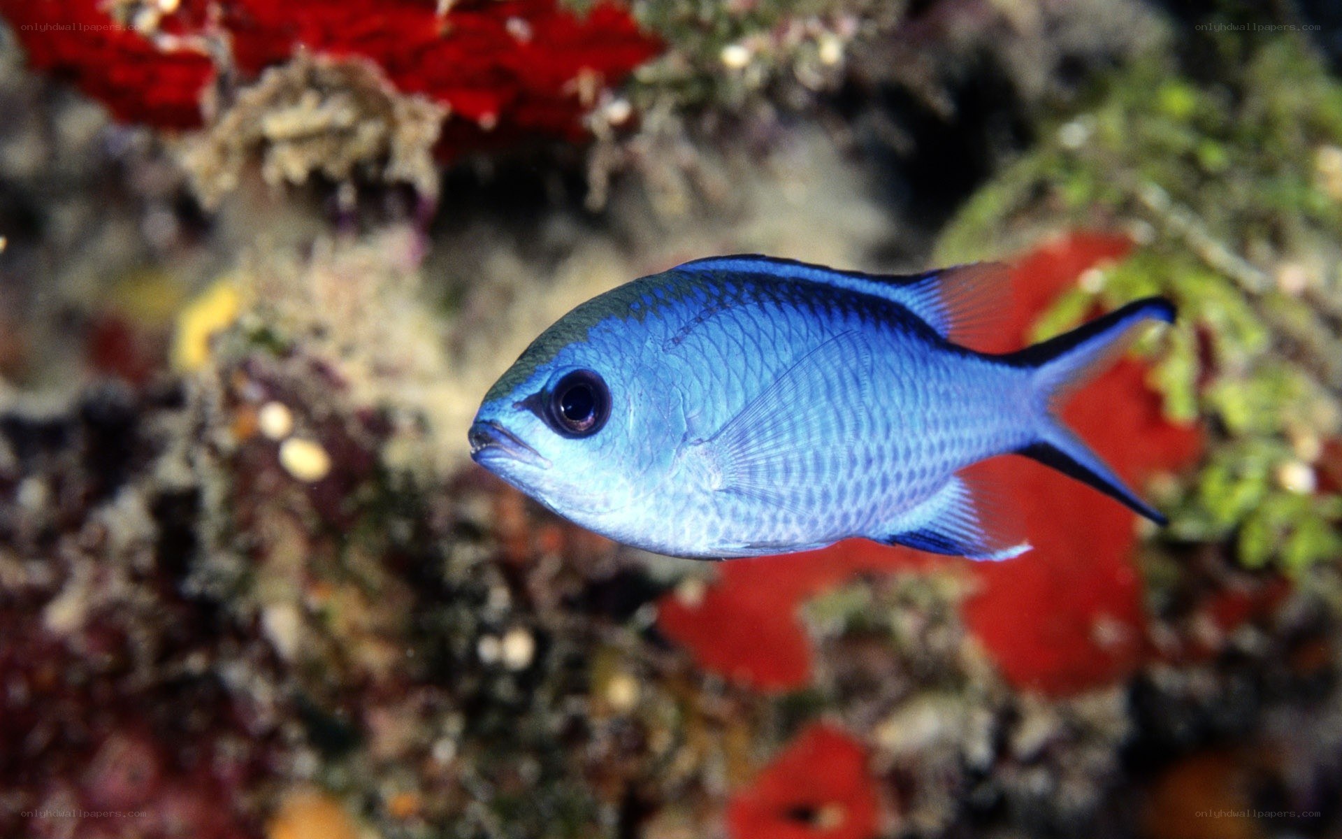 blue fish in coral reef
