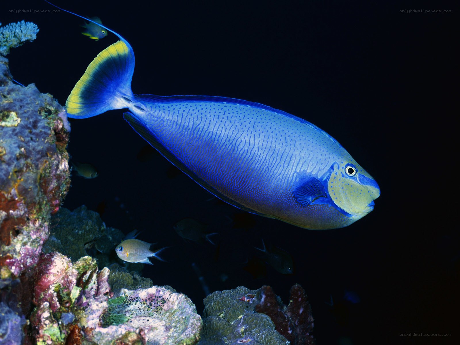 Blue fish in coral reef