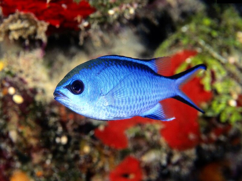 Blue Fish in Coral
