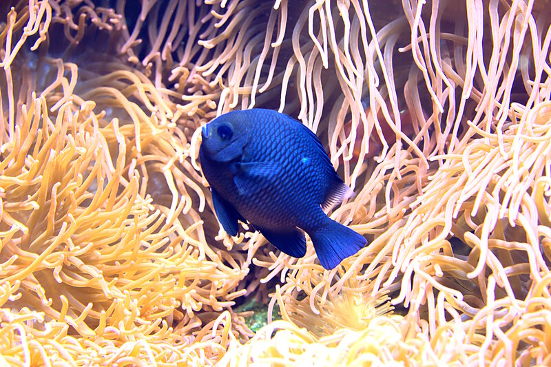 Blue Fish in Sea Anemone