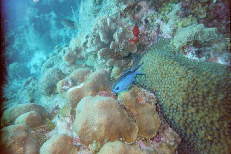 Blue fish near coral reef