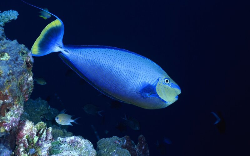 blue fish near coral reef
