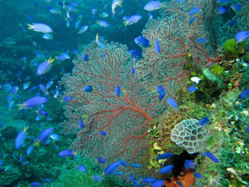 Blue Fish Near Coral