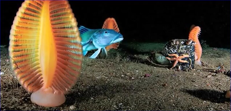 Blue Fish Near Sea Pens