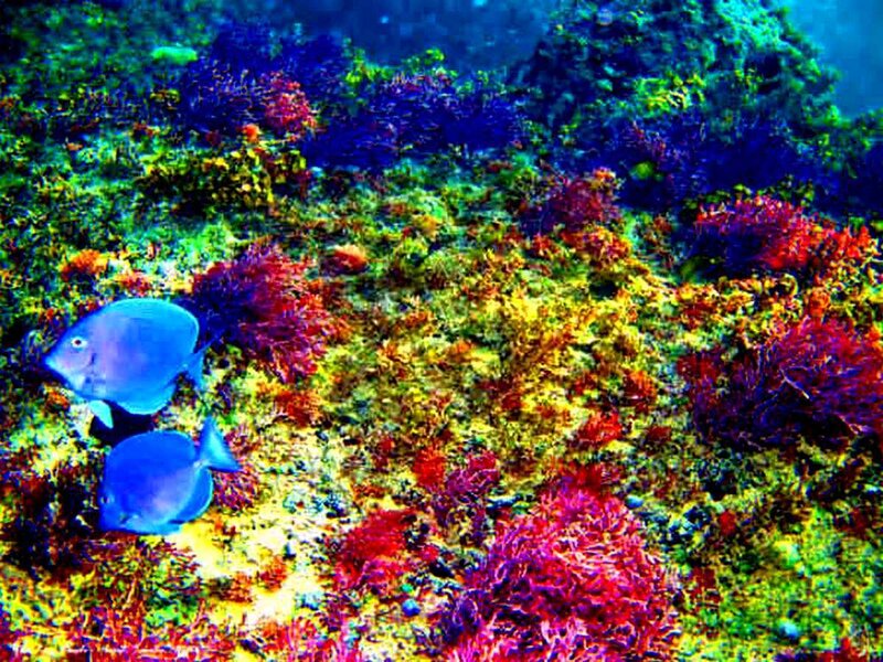 Blue Fish on Coral Reef