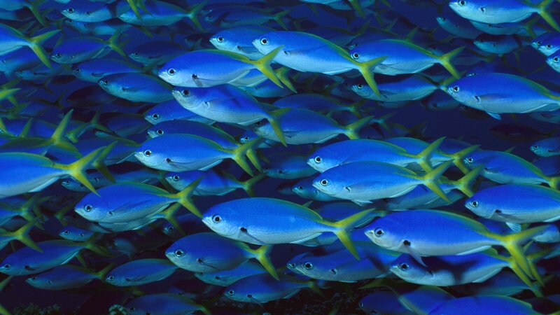 Blue fish school in ocean