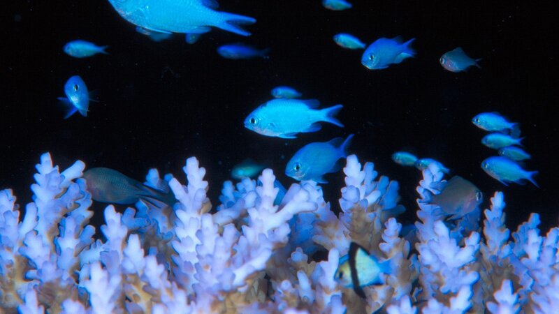 Blue fish swim near coral