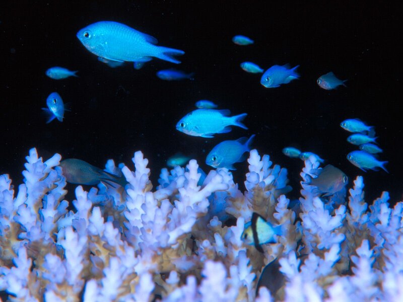 Blue fish swim near coral