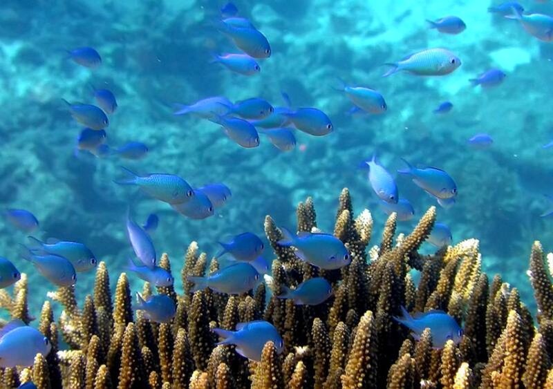 Blue fish swim near coral