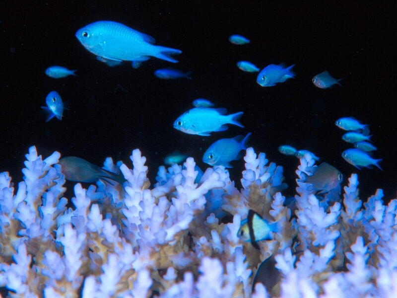 Blue fish swim near coral