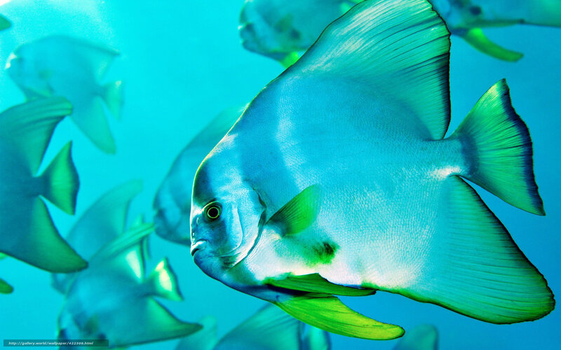Blue fish swimming underwater