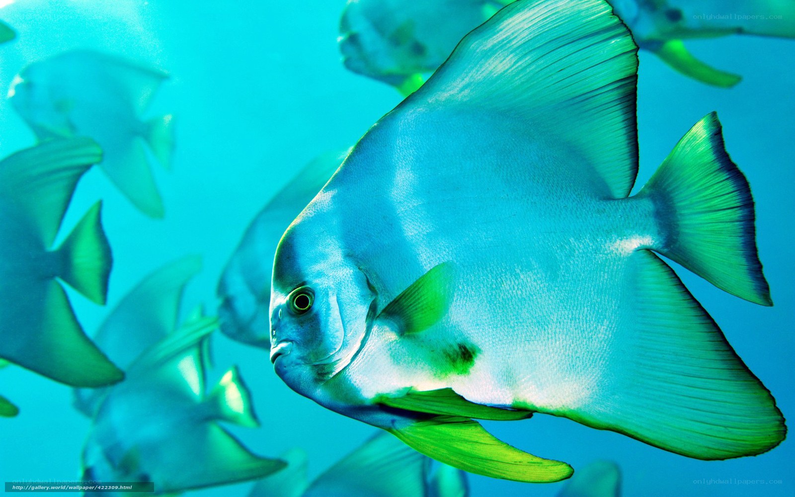 Blue fish swimming underwater