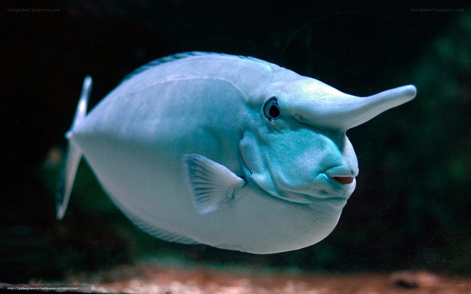 blue fish with long snout
