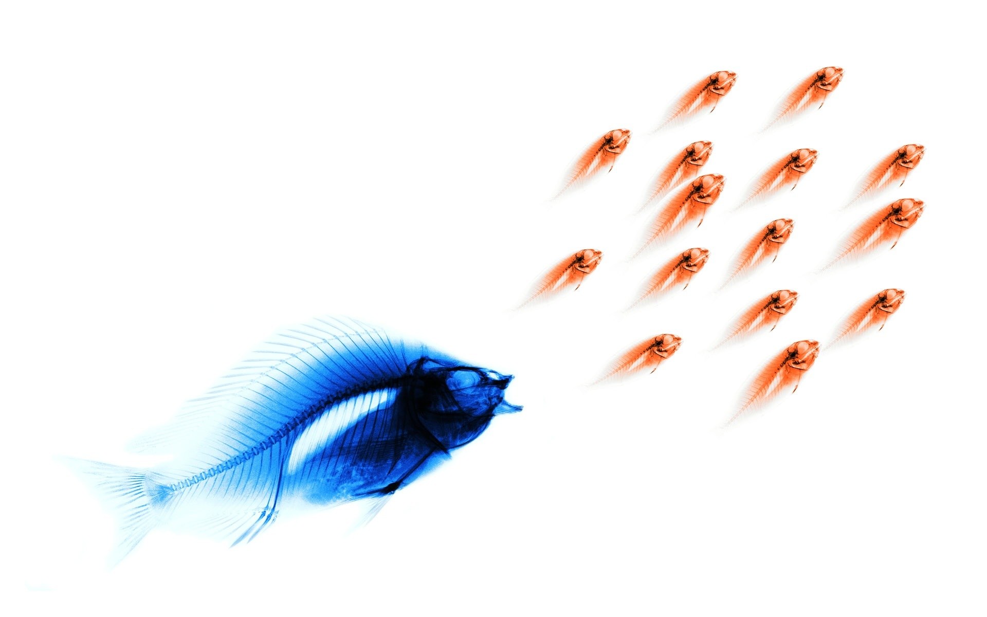 Blue fish with orange school