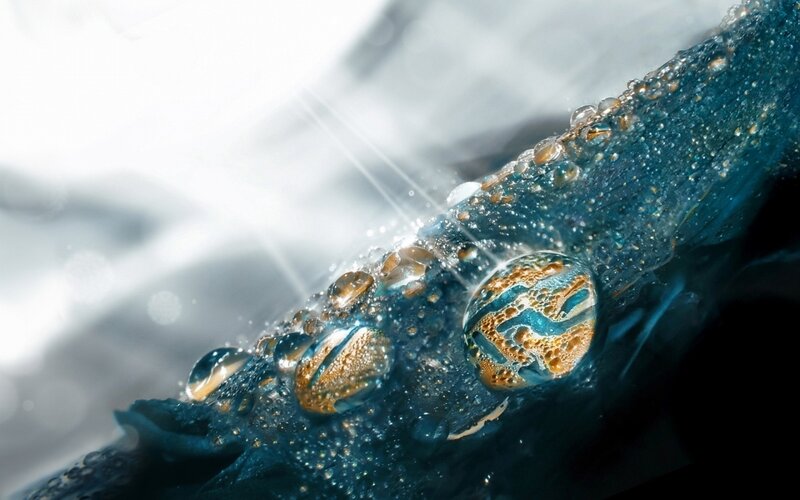 Blue Fish with Water Droplets