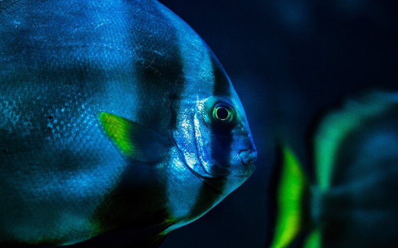 Blue Fish with Yellow Fin