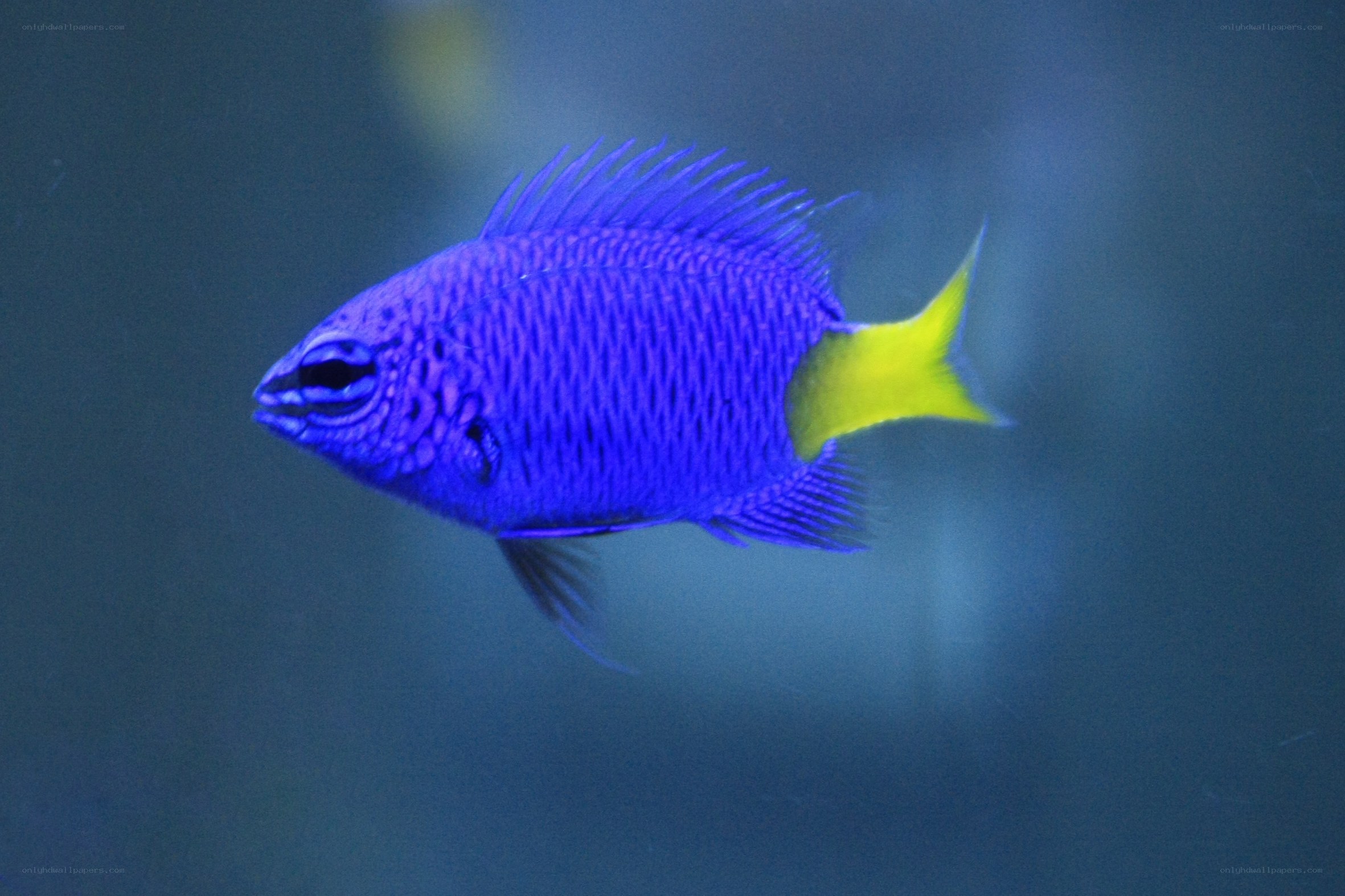 blue fish with yellow tail
