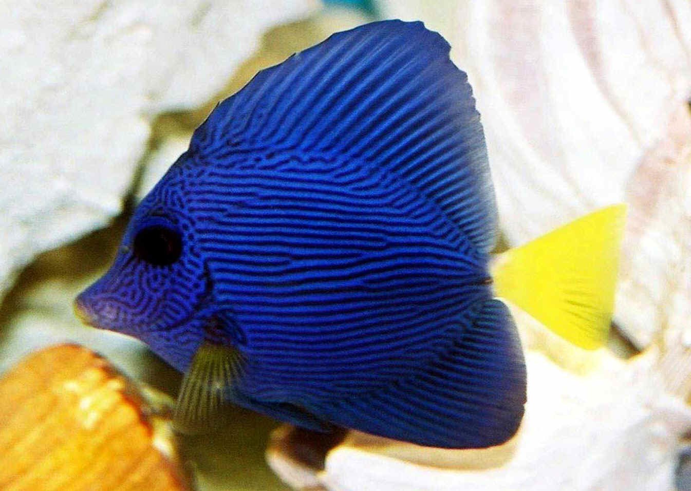blue fish with yellow tail