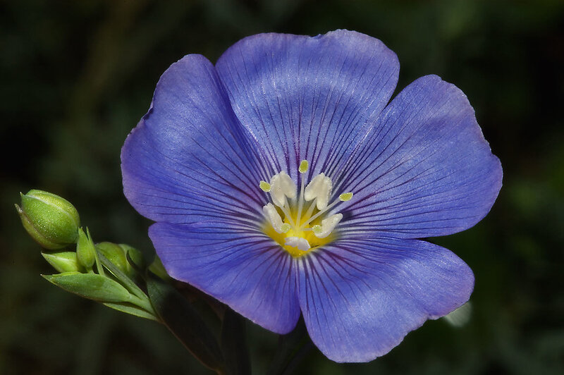 Blue Flax Flower