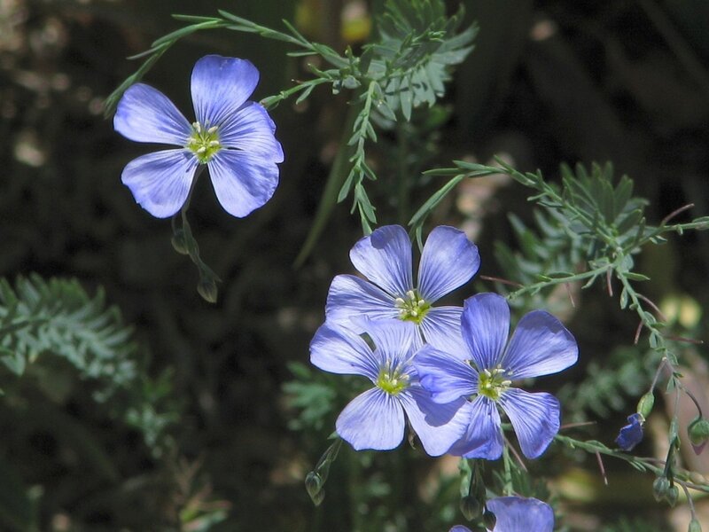 Blue Flax Flowers — Calm, Afternoon