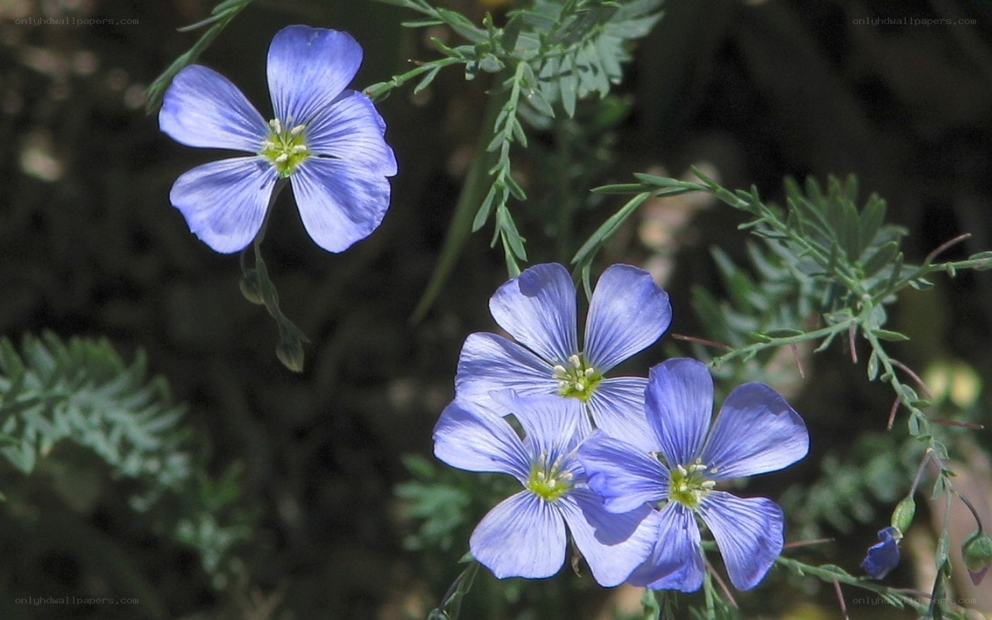 blue flax flowers in bloom