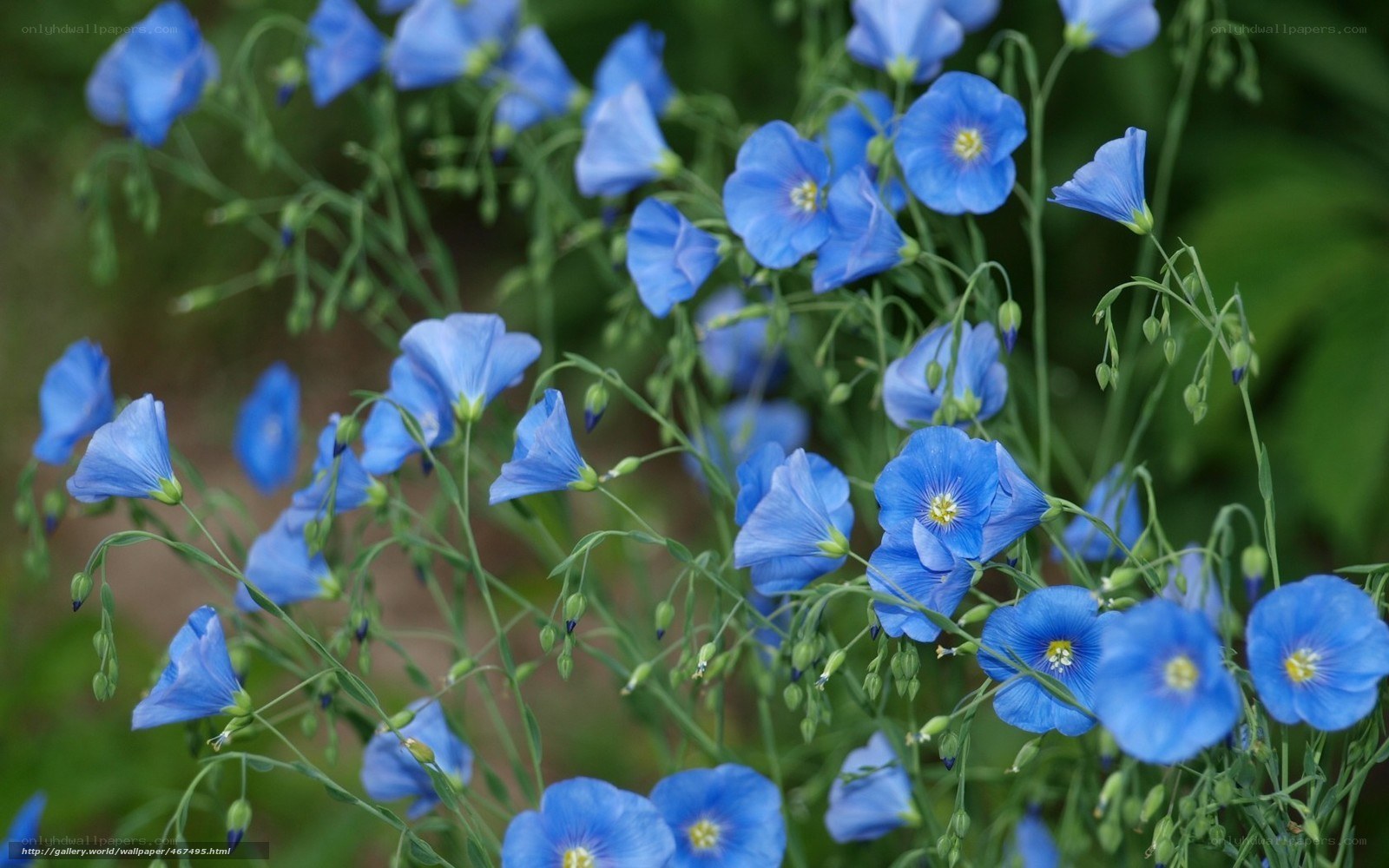 blue flax flowers in bloom
