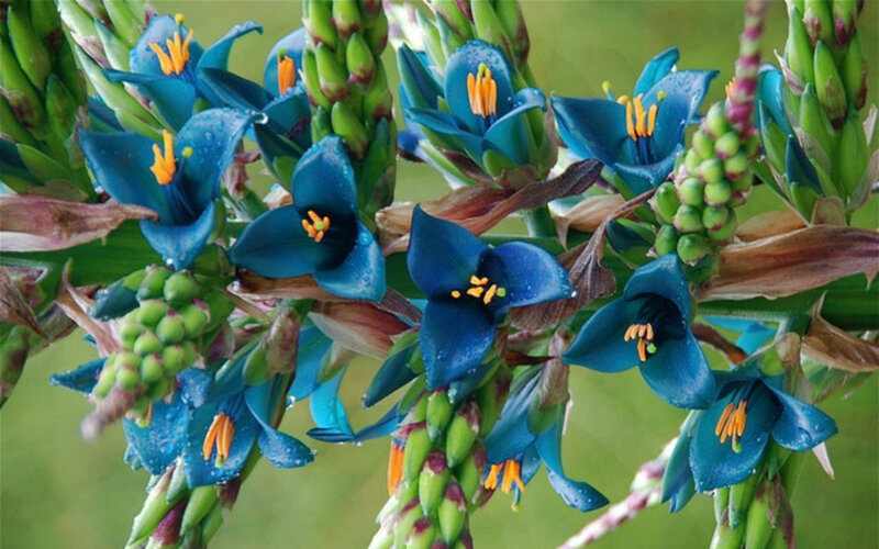 Blue Flax Flowers — Natural