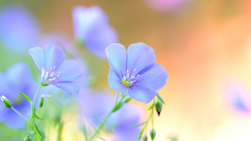 Blue Flax Flowers — Purple