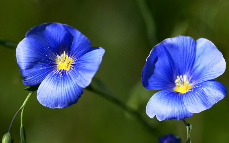 Blue Flax Flowers — Serene, Afternoon, Photograph, Green Leaves