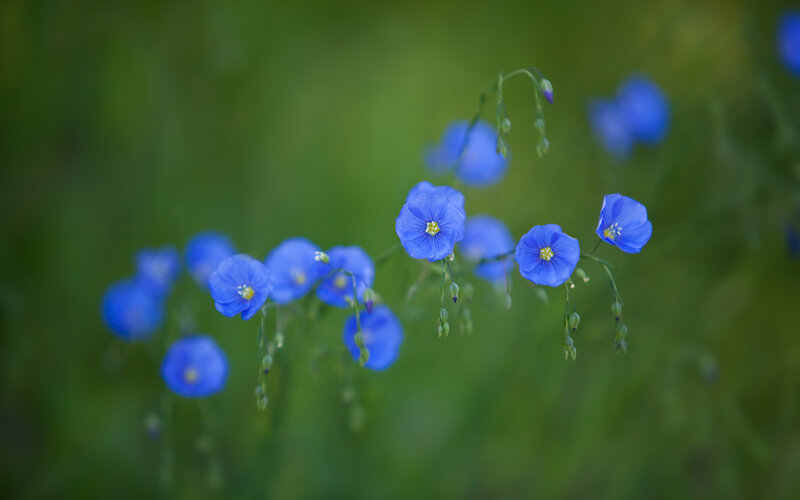 Blue Flax Flowers — Serene, Afternoon, Photograph