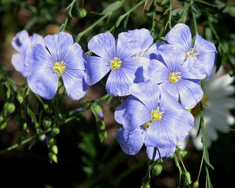 Blue Flax Flowers — Serene, Afternoon