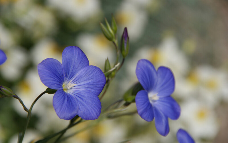 Blue Flax Flowers — Serene, Spring, Photograph, Green Buds