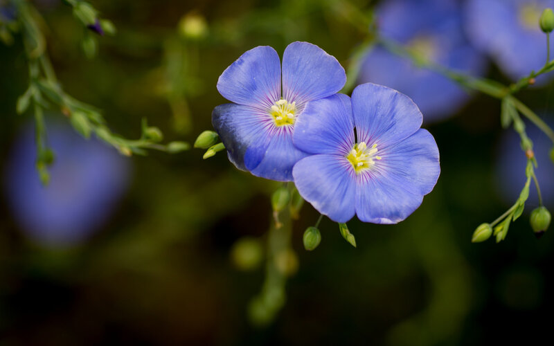 Blue Flax Flowers — Serene, Spring, Photograph, Green Stems