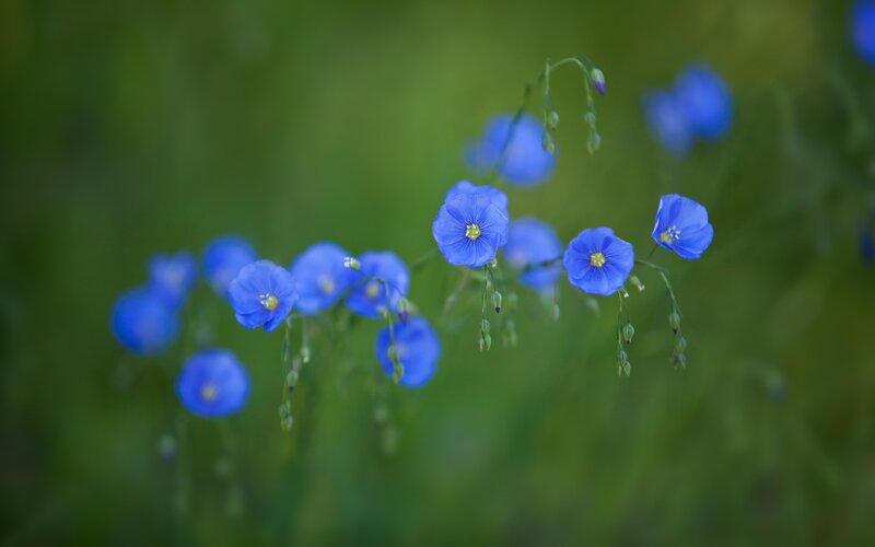 Blue Flax Flowers — Serene, Spring, Photograph, Greenery