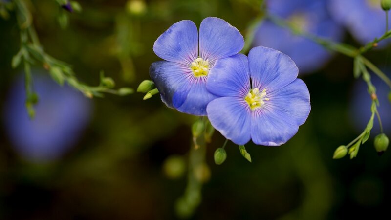 Blue Flax Flowers — Serene, Spring, Photograph, Stems