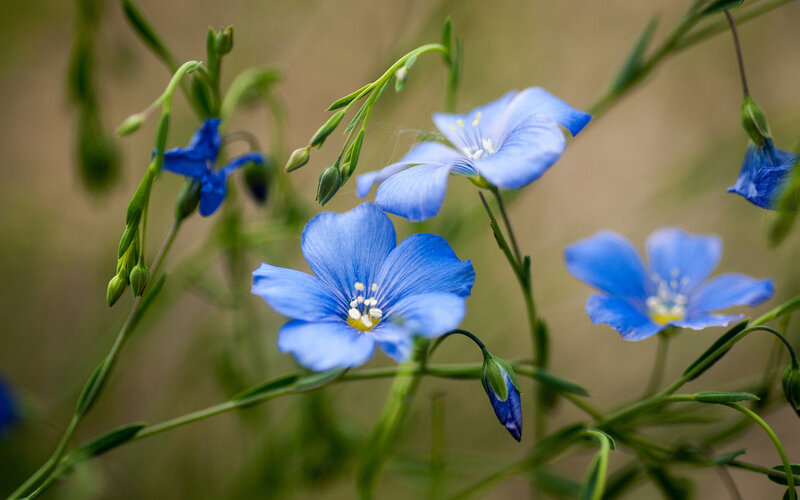 Blue Flax Flowers — Serene, Spring, Photograph